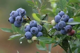 蓝莓种植地选哪里？这些土壤和气候条件