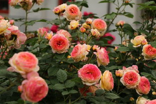 黑杆病：枝条变黑， 整株枯萎