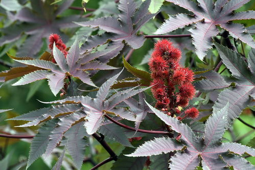 蓖麻种植，时间怎么选？