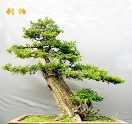 刺柏盆景养护技巧有哪些？如何让刺柏盆景保持生机盎然