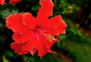 扶桑花：大红花， 美得不要不要的