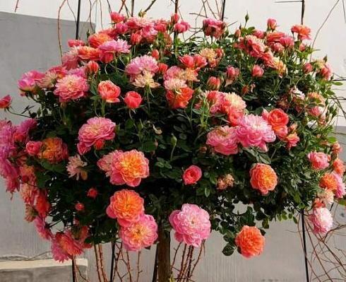 月季花，其他花卉月季（月月红）方面的介绍