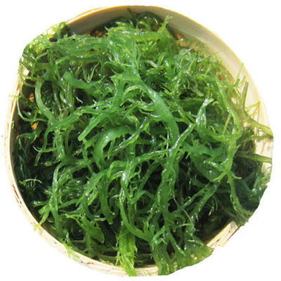 龙须菜生长它究竟属于哪种植物呢