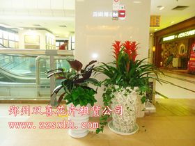 花卉租赁行业：市场定位与客户群体拓展的“绿意盎然”之道