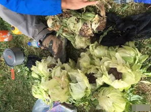 花花清洗,要注意啥呢?