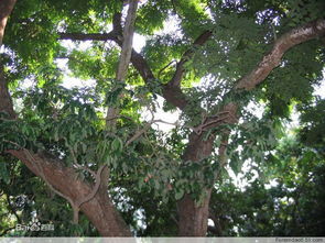 幼苗的培育与护理