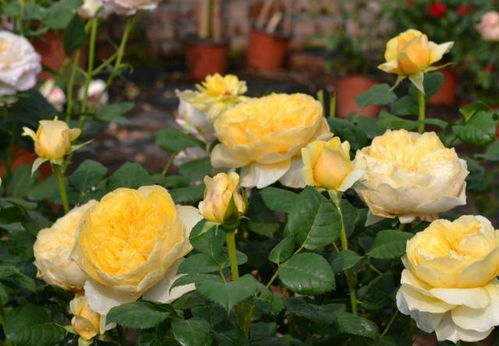 光照不足，月季花儿愁眉苦脸