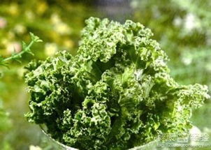 冬青的养护之道