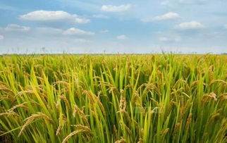 苏子叶种植，农药用不用？