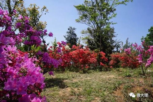 杜鹃花养殖，打造色彩斑斓花园的关键技巧