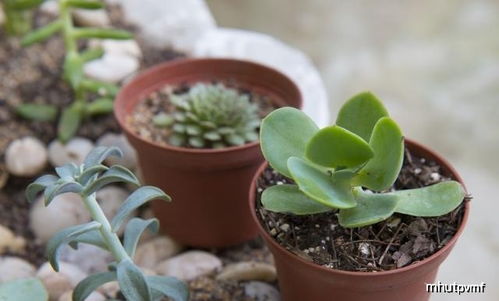 耐心与观察：多肉的小秘密