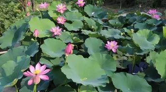水仙花几月开？冬季绽放
