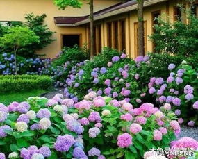 北方冬天的花朵选择：美丽与耐寒的碰撞