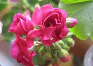 送女生什么花最浪漫？不同花语要知道