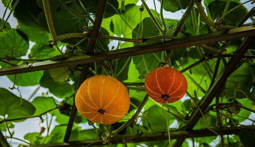 南瓜种植需要施用哪些肥料？具体肥料需求是什么