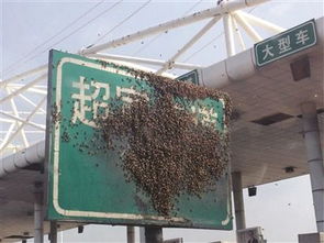 为什么蜜蜂会聚集在高速收费站附近的收费站蜜蜂杀虫剂处？