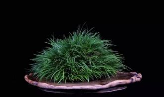 菖蒲繁殖，那可是门大学问啊！