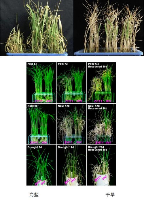 有效防控植物根部病害，保障作物健康生长