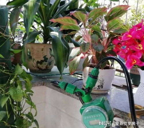 怎么浇花？什么时候浇花最合适