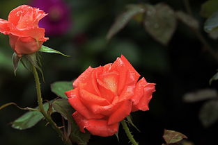 香欢喜月季， 美丽如诗