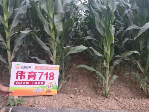 耐高温抗倒抗锈病稳产品种大盘点