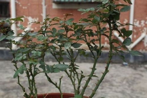 剪枝时间， 得选个吉利的日子