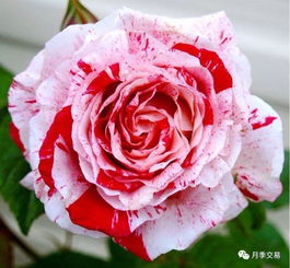 2、 藤宝贝月季