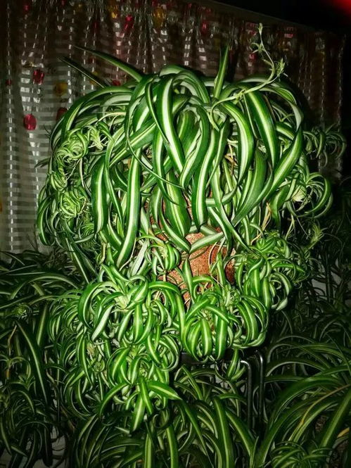 吊兰兰花养护易，品种差异大，养花达人必看！