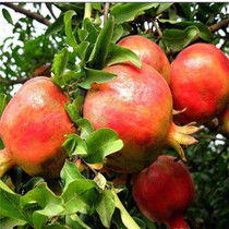 价格探秘：花石榴苗木基地的价格之谜