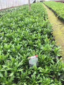 多年生植物：省心又省钱