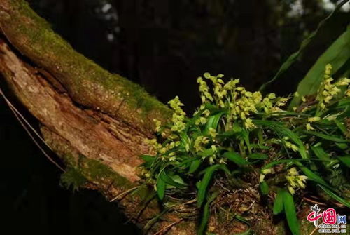 白粉病是植物叶片、茎蔓等部位出现白色粉末状物