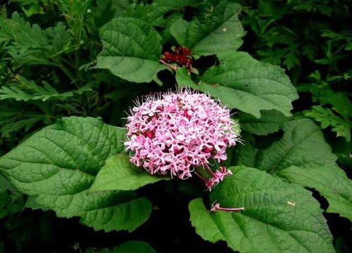 臭牡丹：揭秘其花蜜资源与畜牧养殖的益处