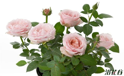 无限公主月季的花期长吗？