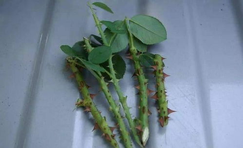 选择合适的枝条， 让玫瑰生根不是梦