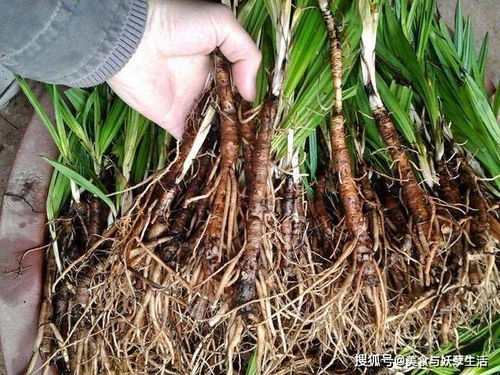 沉香树：珍贵无比的药用之树