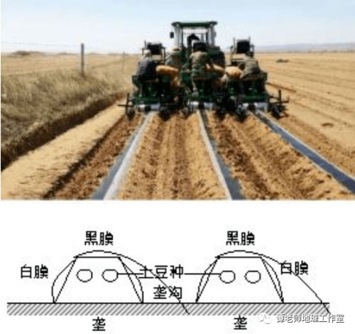 红麻生长周期中，哪个阶段是光合作用和纤维生长最旺盛的时期