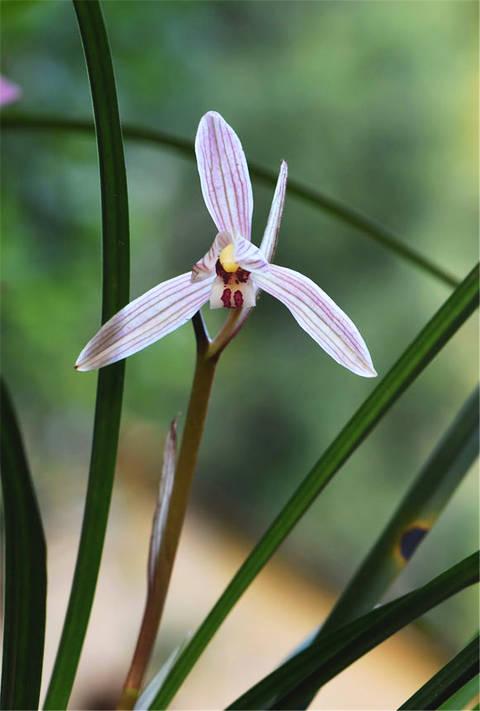 软硬植料，兰花生长的秘密