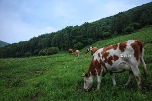 西门塔尔牛吃橡树草的故事