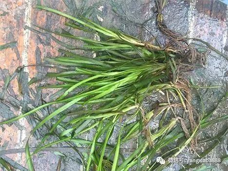 小对叶水草种子骗局多吗？如何辨别真假