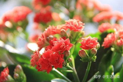 花期真相大揭秘