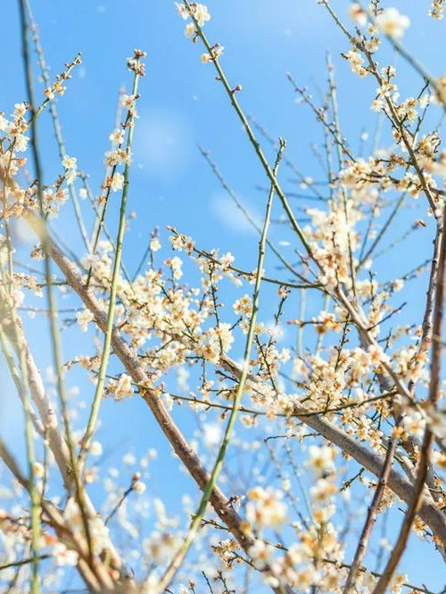 梅花的花期