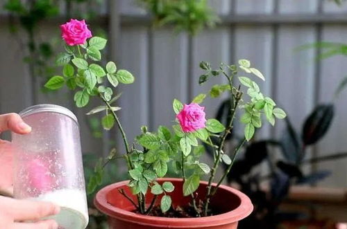 浇水时机， 有讲究