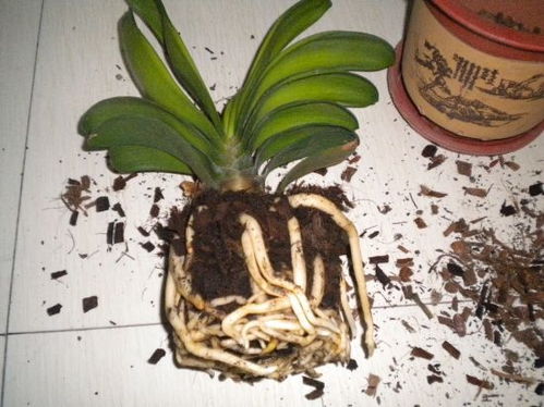 如何判断根系是否受伤呢？试试这个简单测试法：