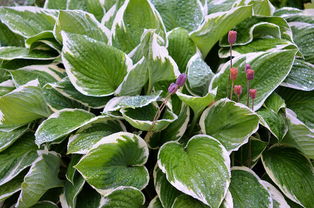 夏季常见开花植物