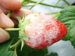 苯醚甲环唑：蔬菜田间的守护神嗯？