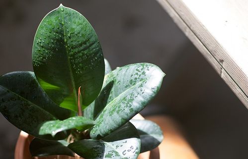 三步清洗橡皮树叶片， 让叶子重放光彩