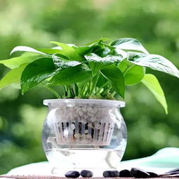 泡水时间的玄学