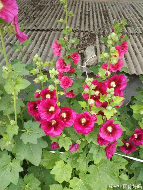 那些耐旱耐晒的花儿们