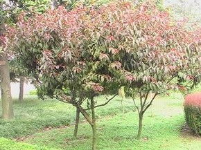 不同规格红叶李价格一览