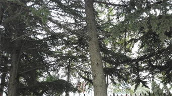 雪松修剪，季节的奥秘